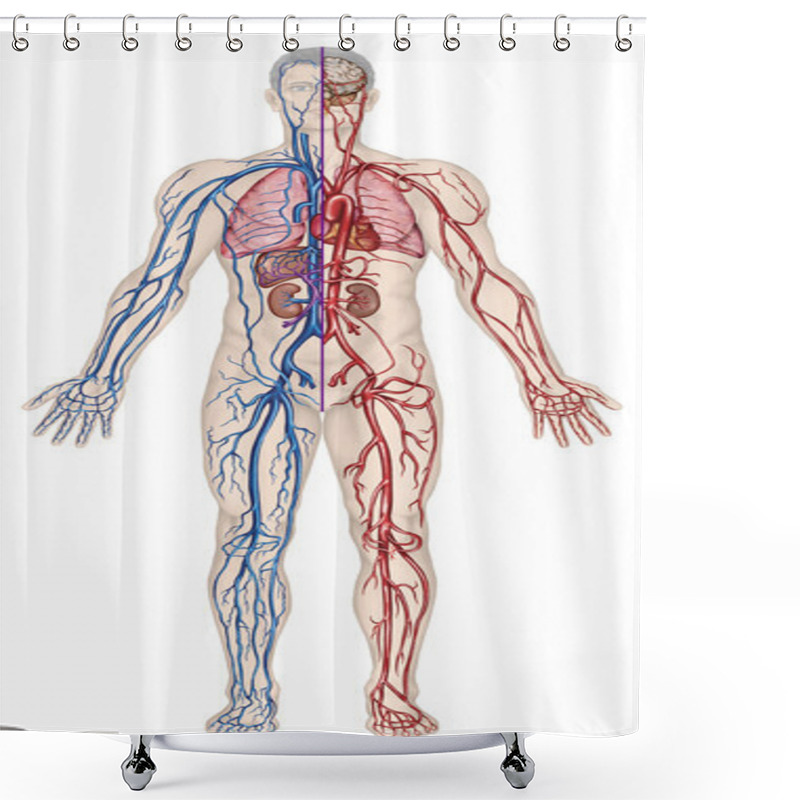 Personality  Human Bloodstream - Didactic Board Of Anatomy Of Blood System Of Human Circulation Sanguine, Cardiovascular, Vascular, Arterial And Venous System Shower Curtains