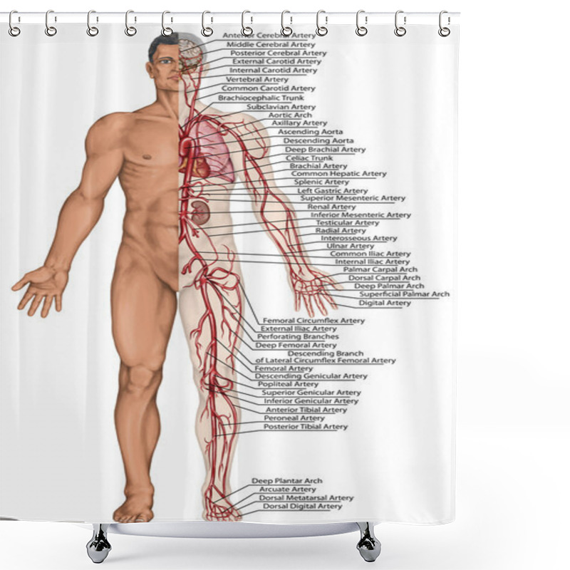 Personality  Human Bloodstream - Didactic Board Of Anatomy Of Blood System Of Human Circulation Sanguine, Cardiovascular, Vascular And Arterial System Shower Curtains