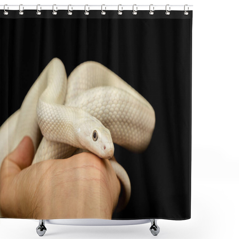 Personality  The Texas Rat Snake (Elaphe Obsoleta Lindheimeri ) Is A Subspecies Of Rat Snake, A Nonvenomous Colubrid Found In The United States, Primarily Within The State Of Texas Shower Curtains