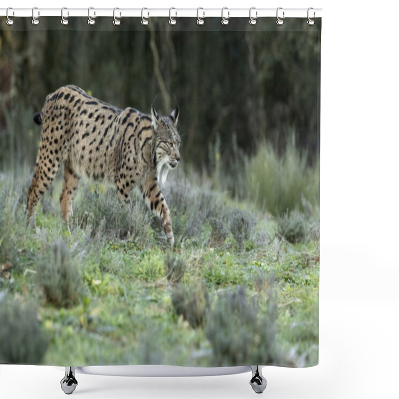 Personality  Adult Female Iberian Lynx Walking Through Her Territory Within A Mediterranean Forest At The First Lights Of A Cold January Day Shower Curtains