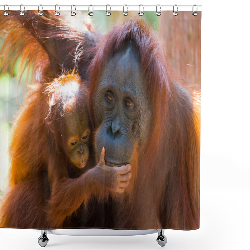 Personality  Orangutan Mother And Baby Shower Curtains