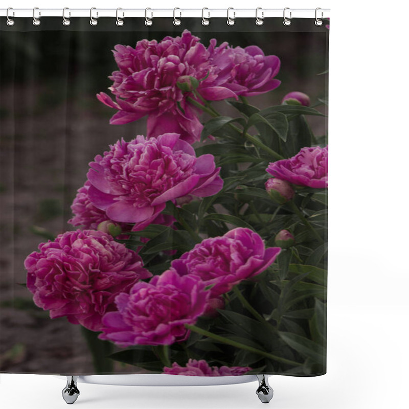 Personality  A Cluster Of Pink Peonies In Full Bloom, Displaying Their Lush Petals And Vibrant Beauty. A Captivating Representation Of Elegance And Natural Charm. Shower Curtains