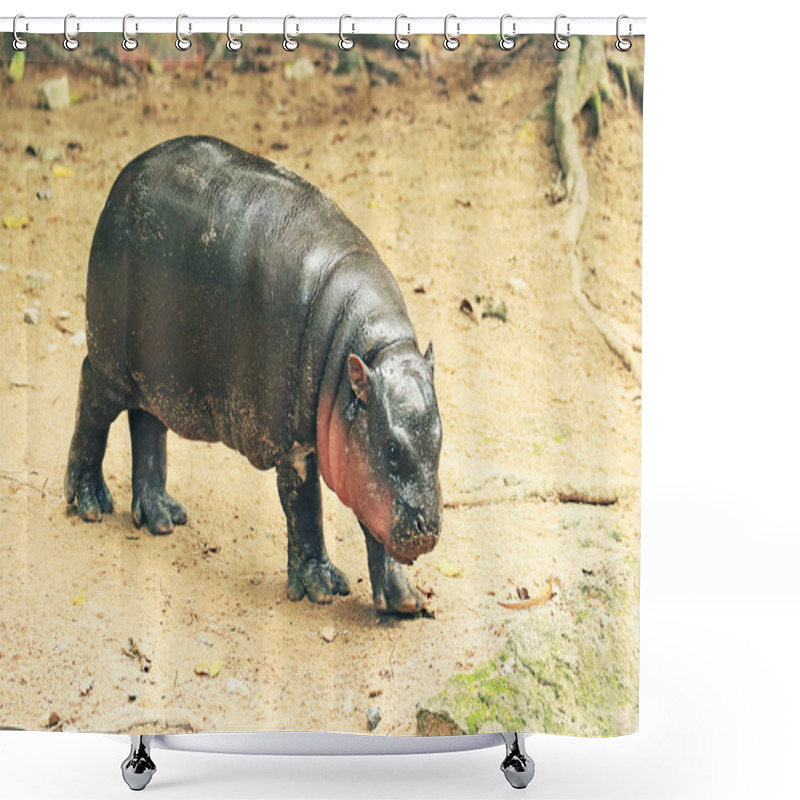 Personality  Adorable Baby Pygmy Hippo With Pinkish Cheek Shower Curtains