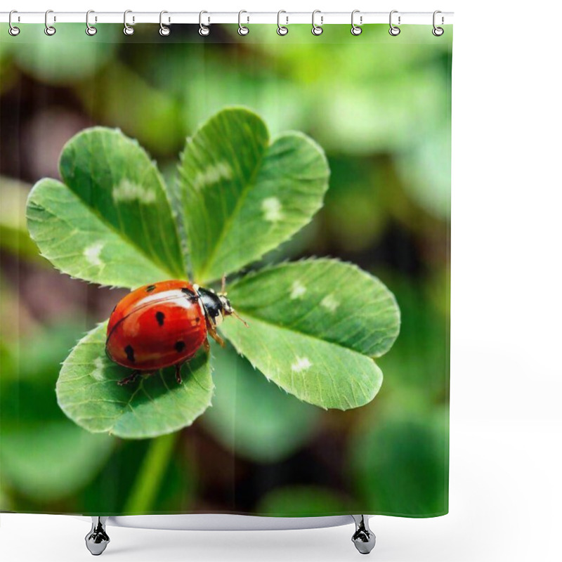 Personality  Extreme Macro Shot, Shamrock Clover Leaf With Ladybug Shower Curtains