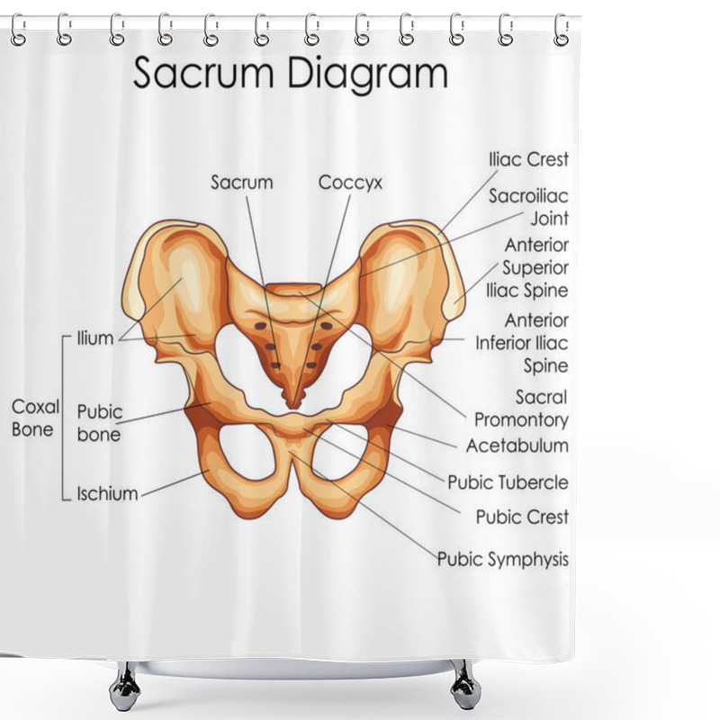 Personality  Medical Education Chart Of Biology For Sacrum Diagram Shower Curtains