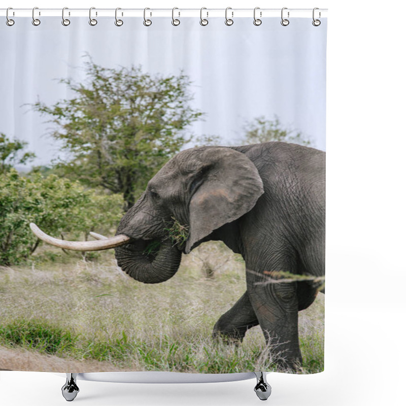 Personality  African Elephant Puts Grass In Its Mouth With Its Trunk And Eats. Safari In Kruger National Park, South Africa Savanna Shower Curtains