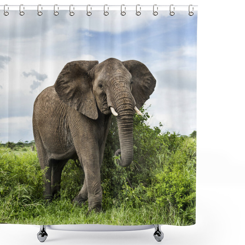 Personality  Elephant Walking, Serengeti, Tanzania Shower Curtains