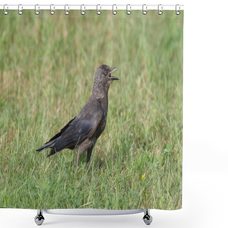 Personality  The Jackdaw (Corvus monedula) shower curtains