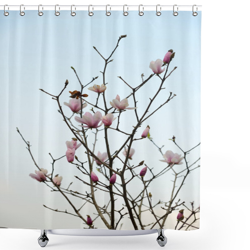 Personality  Pink Magnolia Flowers Isolated On White Background Shower Curtains