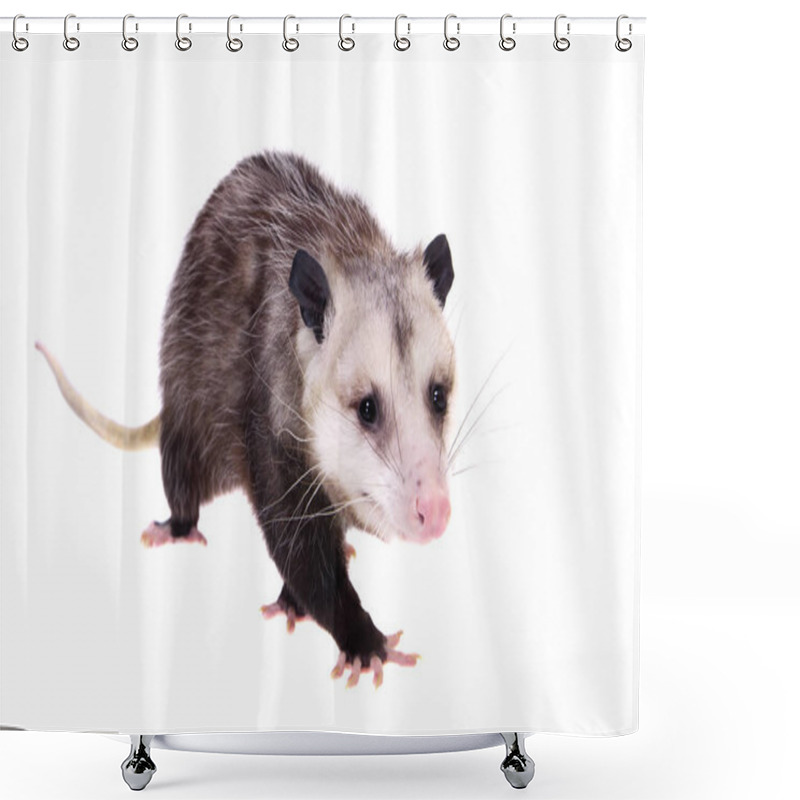 Personality  The Virginia Opossum, Didelphis Virginiana, On White Shower Curtains