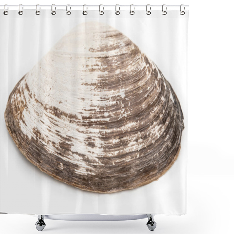 Personality  Fan Scallop On A White Background Shower Curtains