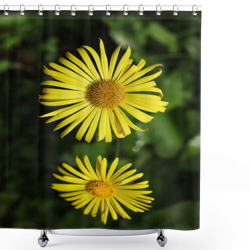 Personality  Doronicum Orientale Little Leo Flowers Shower Curtains