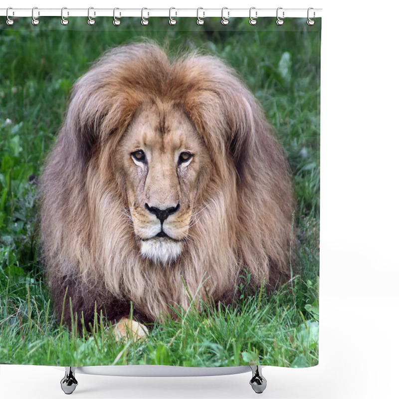 Personality  Lion Head With A Luxurious Mane. Portrait Of A Lion On A Background Of Green Grass. Lion Close-up. Looking Away. The Figure Of A Lion On A Background Of Green Grass. Shower Curtains