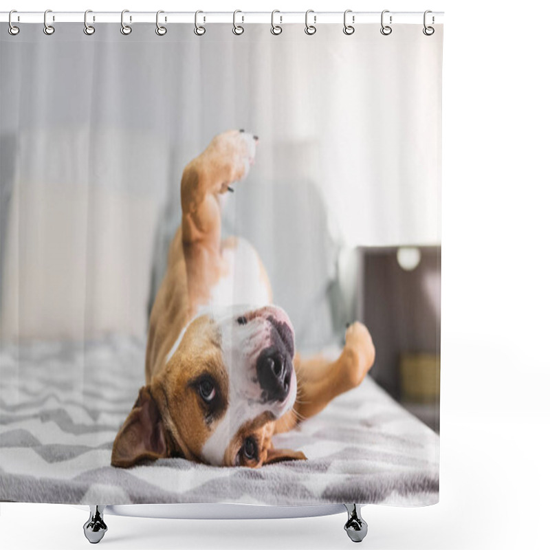 Personality  Funny Dog Chilling On The Bed Upside Down. Pets At Home, Relaxing, Puppy Feeling Calm And Comfortable, Indoors Lifestyle Shower Curtains