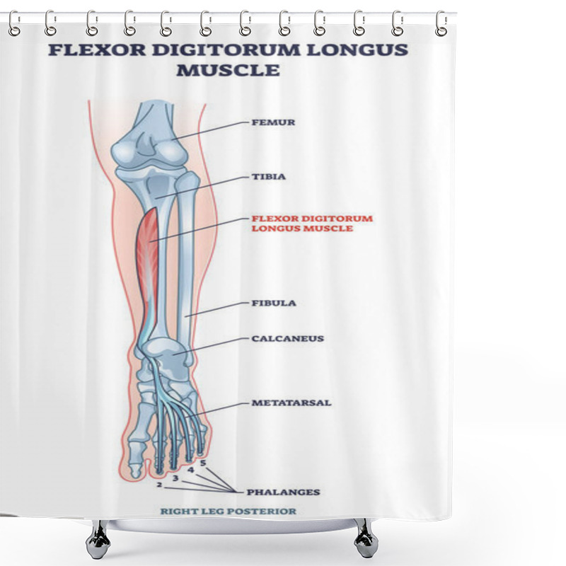 Personality  Flexor Digitorum Longus Muscle With Human Leg And Foot Bones Outline Diagram Shower Curtains