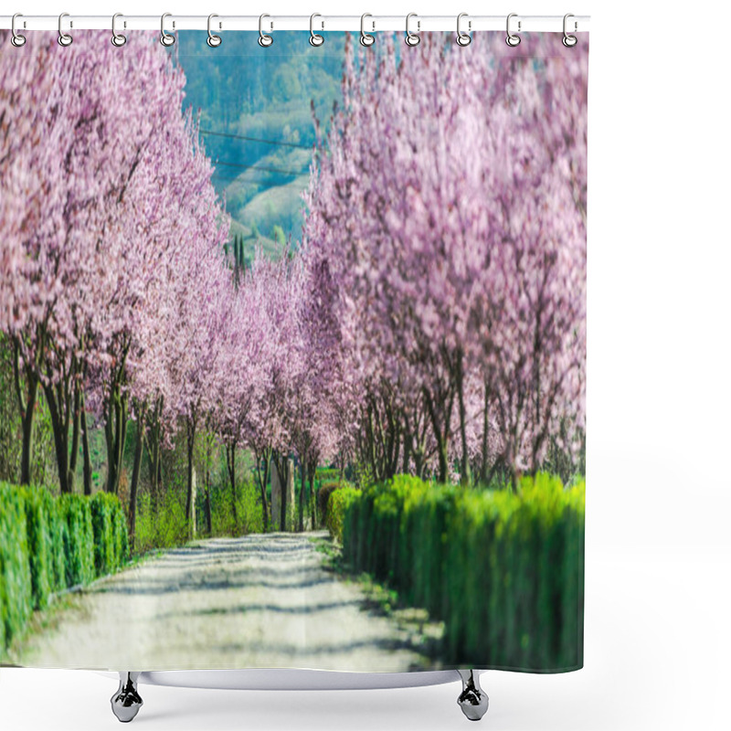 Personality  Garden With Blooming Sakura Trees In Spring Shower Curtains