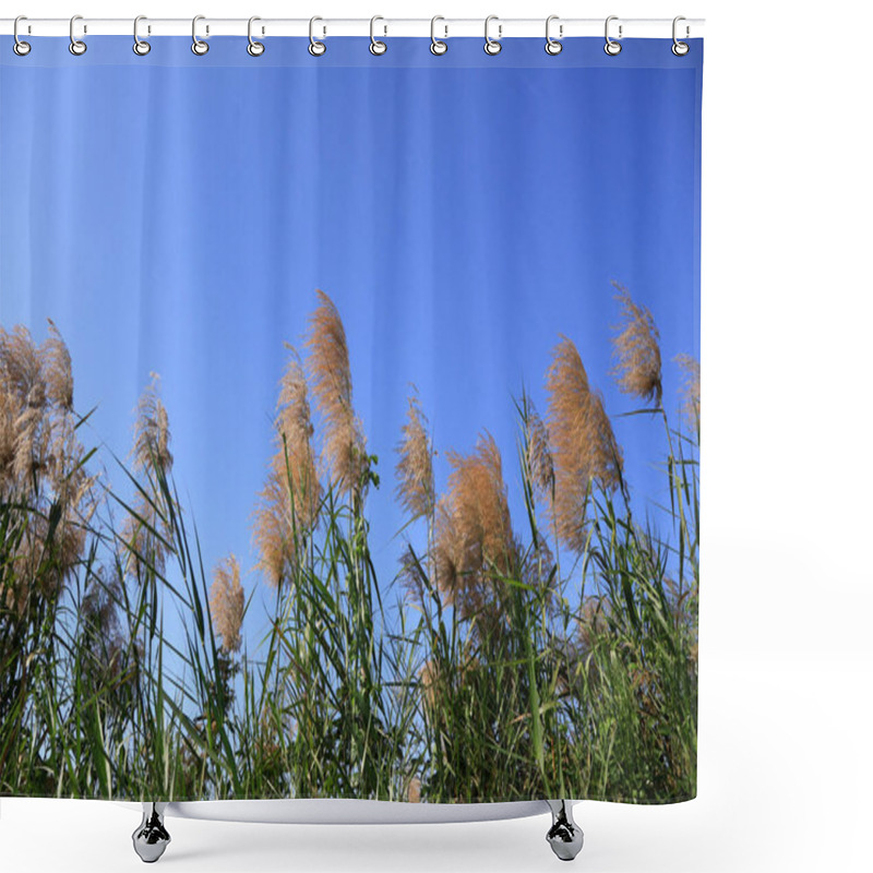 Personality  Reed On Sky Background Next To The Hiking Trail In A Botanical Garden, A Tourist Attraction In Rayong Province, Thailand. Shower Curtains