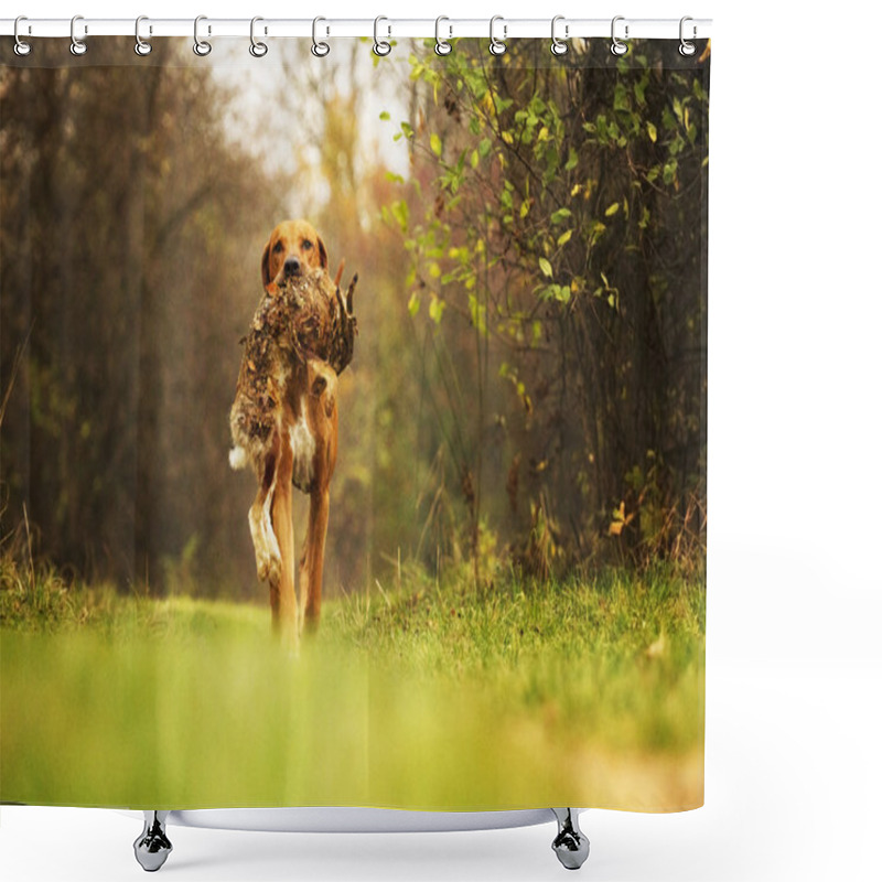 Personality  Running Ridgeback Dog With Hare Hunting Shower Curtains