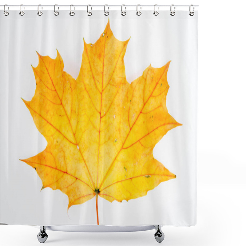 Personality  Autumn Maple Leaf On A White Background Shower Curtains