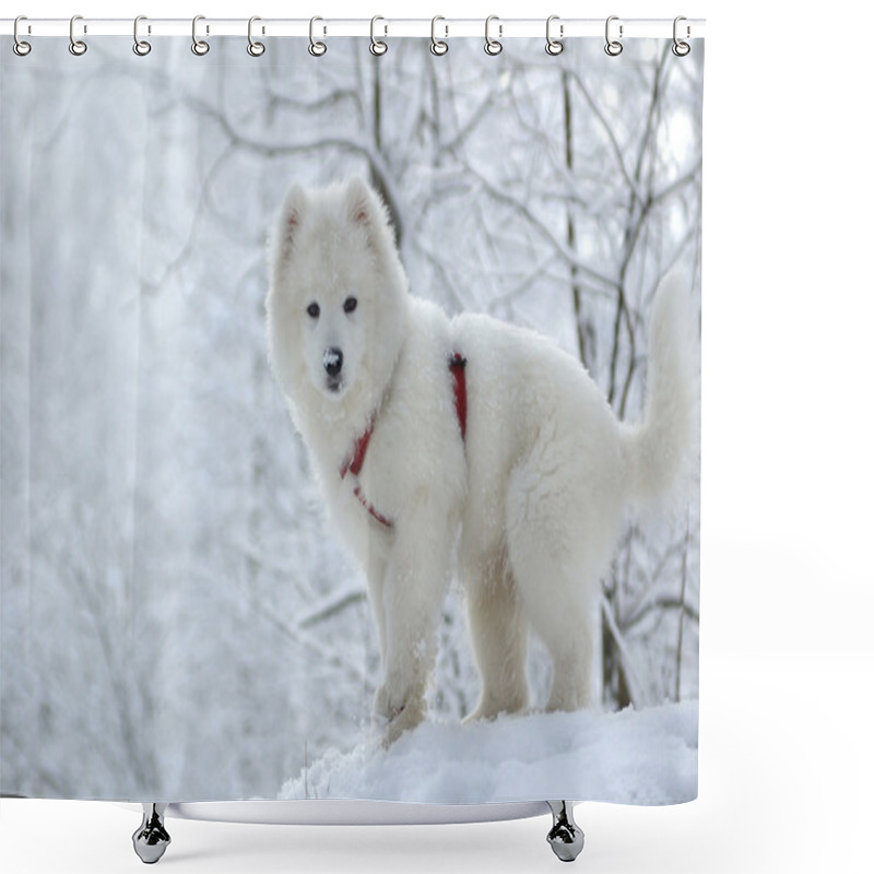 Personality  Samoyed Dog Shower Curtains