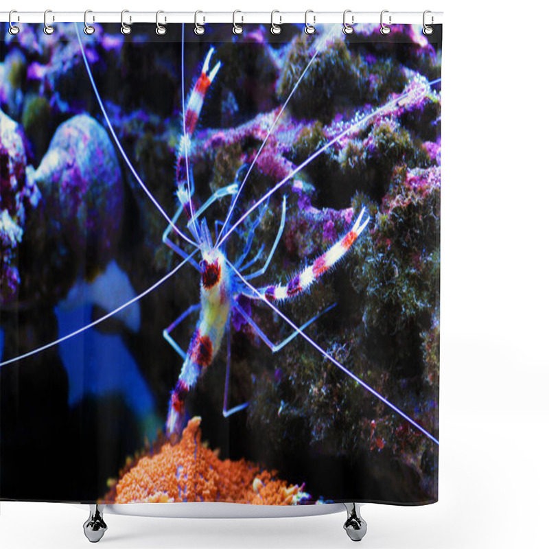 Personality  Boxer Banded Coral Shrimp - Stenopus Hispidus Shower Curtains