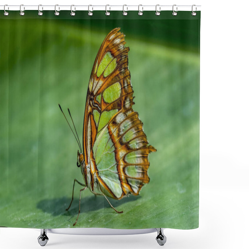 Personality  Closeup Beautiful Malachite Butterfly (siproeta Stelenes) In A Summer Garden Shower Curtains