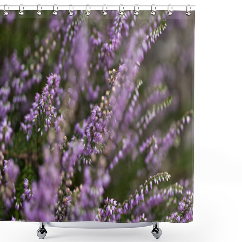 Personality  Lilac Flowers Of Calluna Vulgaris In The Garden Shower Curtains