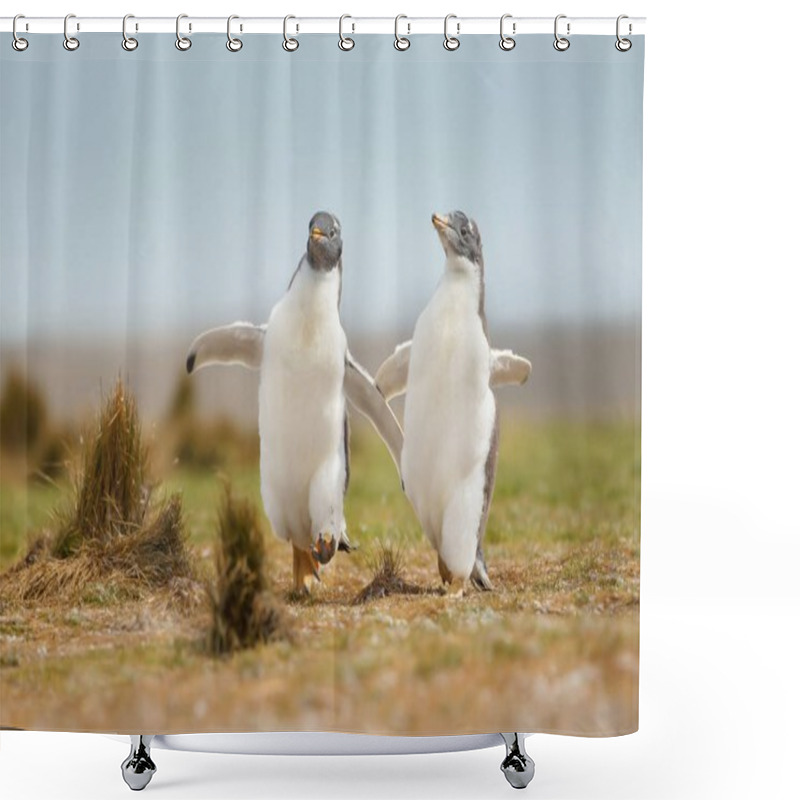 Personality  Two Young Gentoo Penguins Chasing Each Other, Falkland Islands Shower Curtains