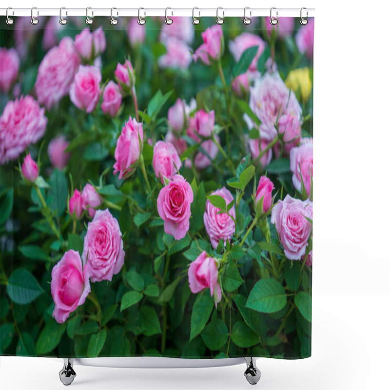 Personality  Beautiful Pink Roses In A Tropical Garden In The City Of Danang, Vietnam, Close Up Shower Curtains