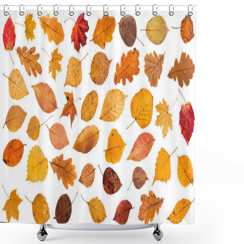 Personality  Lot Of Various Dried Autumn Fallen Leaves Isolated Shower Curtains