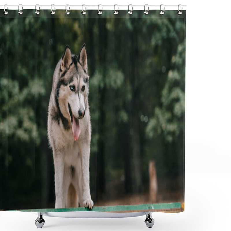 Personality  Grey Siberian Husky Dog Walking In Park Shower Curtains