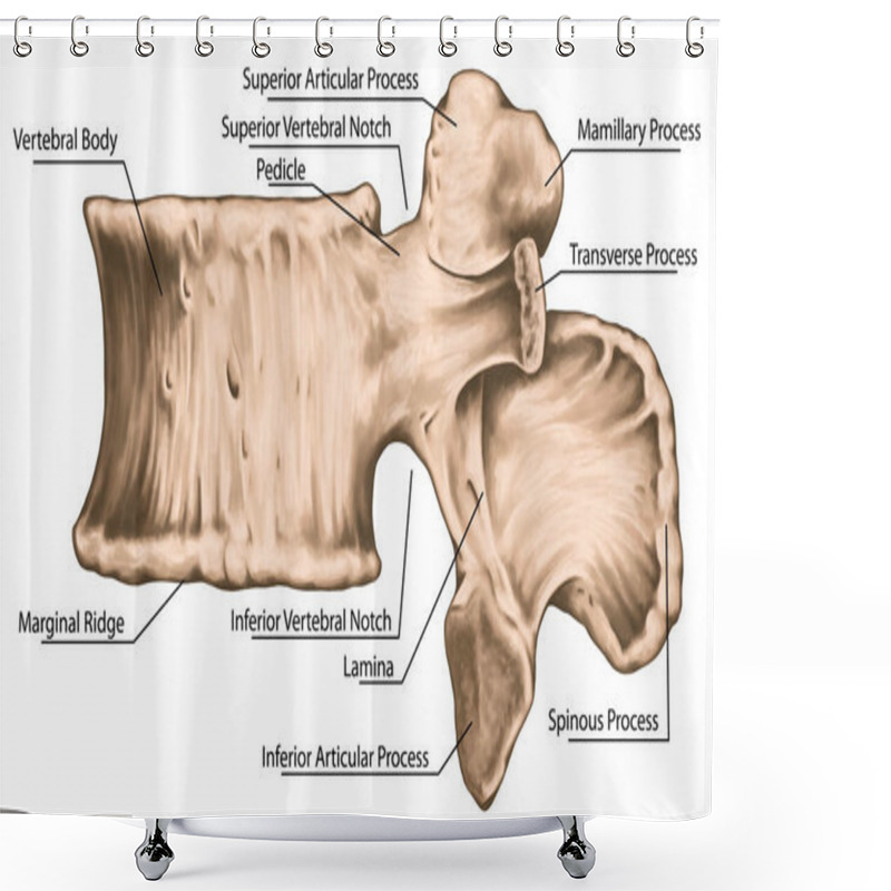 Personality  Second Lumbar Vertebra,  Lumbar Vertebrae, Vertebral Bone, Vertebra, Vertebral Body, Transverse, Spinous, Mamillary Process, Inferior Vertebral Notch, Left Lateral View   Shower Curtains