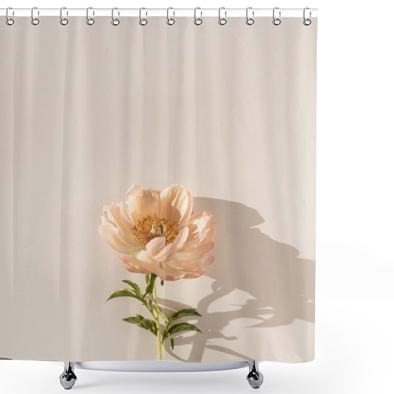 Personality  Peachy Peony Flower On White Background. Minimal Stylish Still Life Floral Composition Shower Curtains