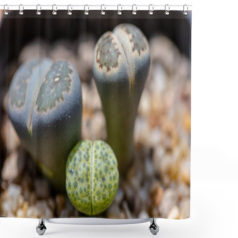 Personality  Lithops Are Popular Novelty House Plants And Many Specialist Succulent Growers Maintain Collections Shower Curtains