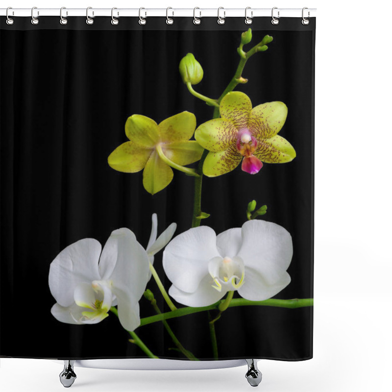 Personality  Yellow And White Orchids On A Black Background Shower Curtains