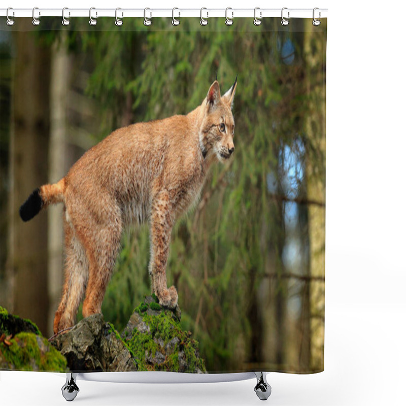 Personality  Lynx In The Forest. Walking Eurasian Wild Cat On Green Mossy Stone, Green Trees In Background. Wild Cat In Nature Habitat, Czech, Europe. Wildlife Scene From Nature. Beautiful Fur Coat Animal. Shower Curtains