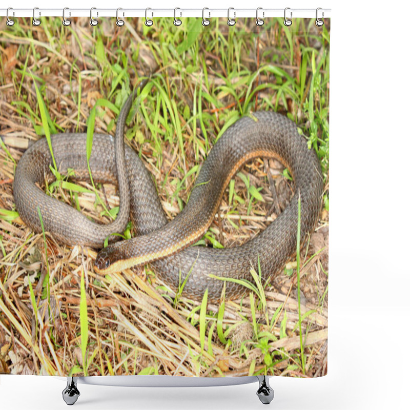 Personality  Queen Snake (Regina Septemvittata) Shower Curtains