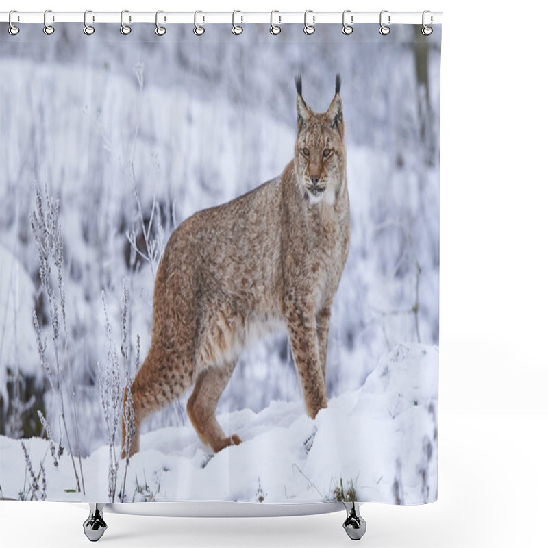 Personality  Eurasian Lynx In Snow Shower Curtains