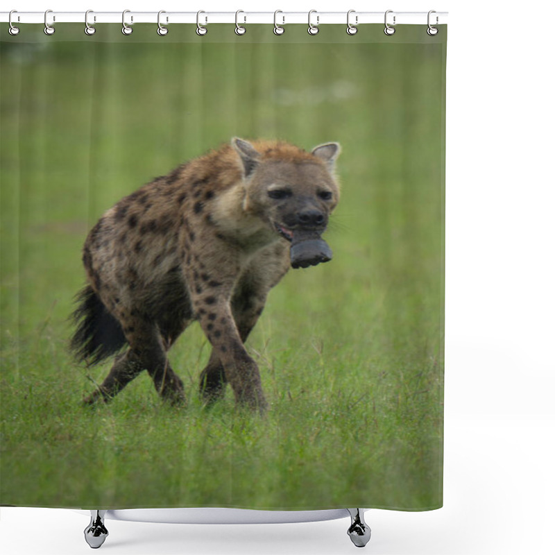 Personality  Spotted Hyena Crosses Grass Holding Zebra Foot Shower Curtains