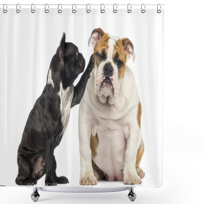 Personality  French Bulldog Reaching At A Bored English Bulldog, Isolated On Shower Curtains