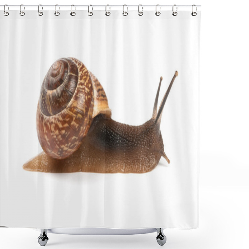 Personality  Garden Snail On White Background Shower Curtains