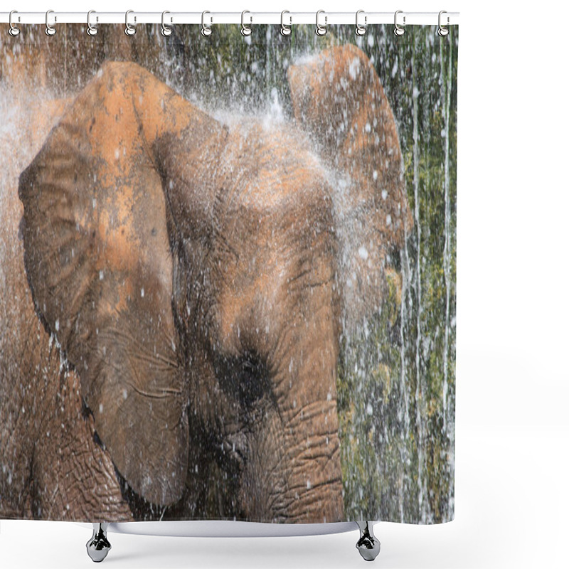 Personality  African Elephants Shower Curtains