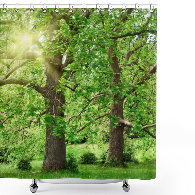 Personality  Big Plane Trees And Sunshine Shower Curtains