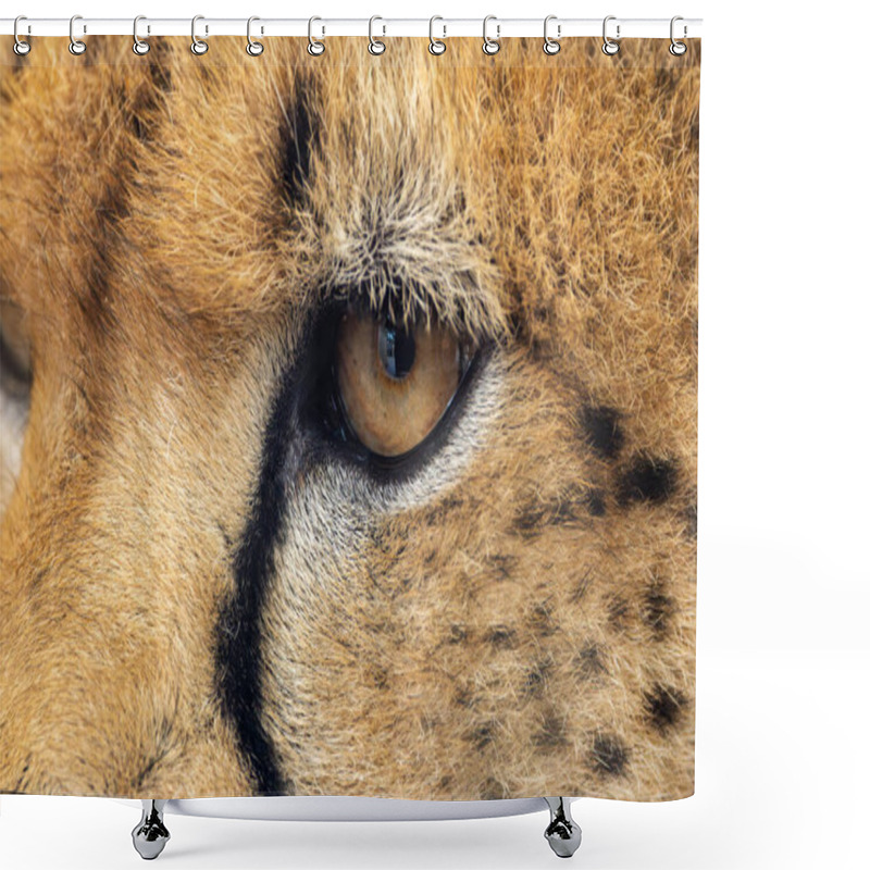 Personality  North East African Cheetah, A Carnivore Eating Gazelles And Hares. Native To Sudan/Ethiopia. Shower Curtains