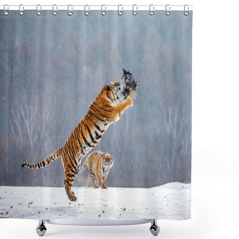 Personality  Siberian Tiger Jumping While Catching Prey Bird In Wintry Forest, Siberian Tiger Park, Hengdaohezi Park, Mudanjiang Province, Harbin, China.  Shower Curtains