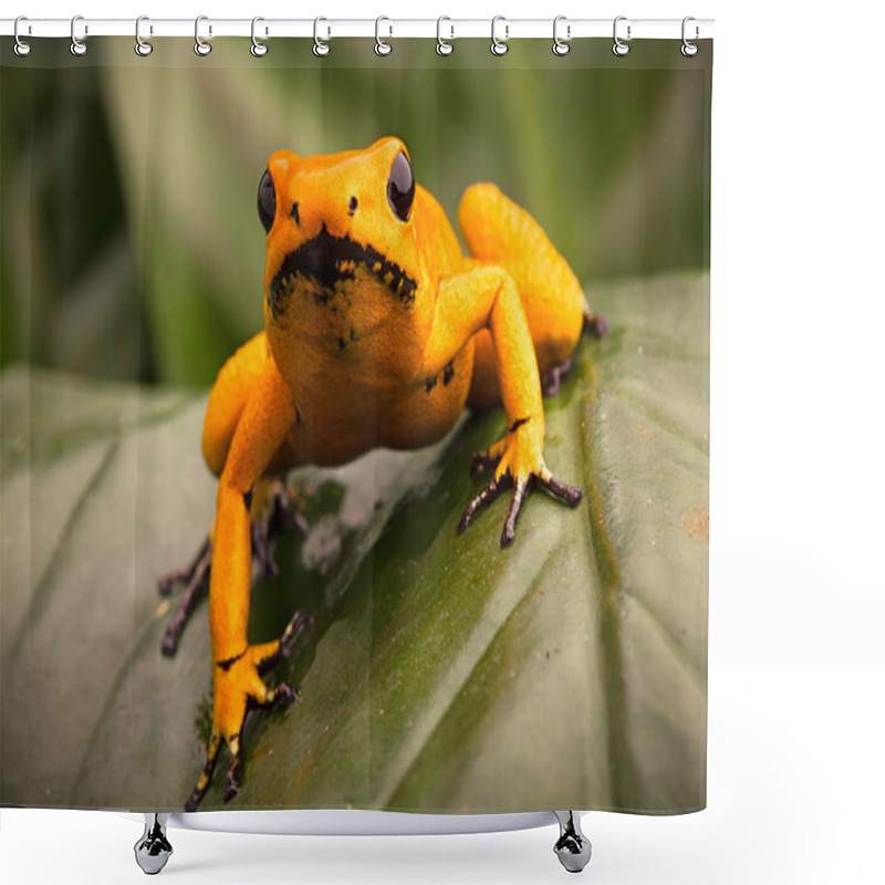 Personality  Poison Dart Frog Shower Curtains