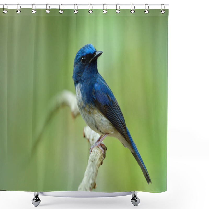 Personality  Hainan Blue Flycatcher (Cyornis Hainanus) Beautiful Bird Perching On White Wooden Branch Over Fine Green Background In Nature, Fascinated Creature In Natural Environment Shower Curtains