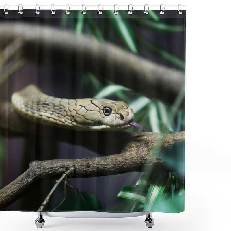 Personality  King Cobra Shower Curtains