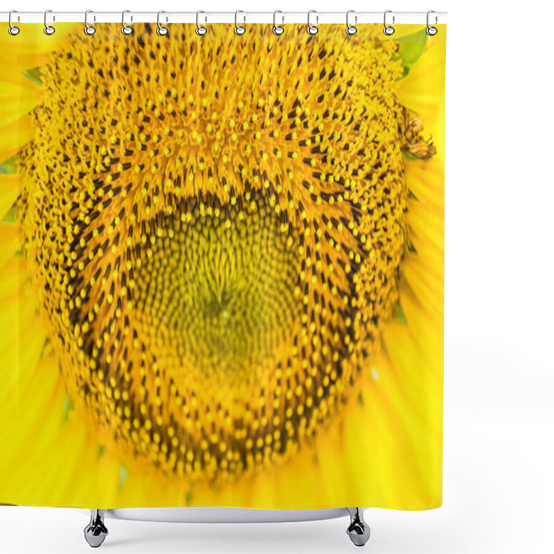 Personality  A Close-Up View Of The Vibrant Yellow Sunflower Showing Intricate Details Of The Seeds And Petals In Natural Light. Shower Curtains