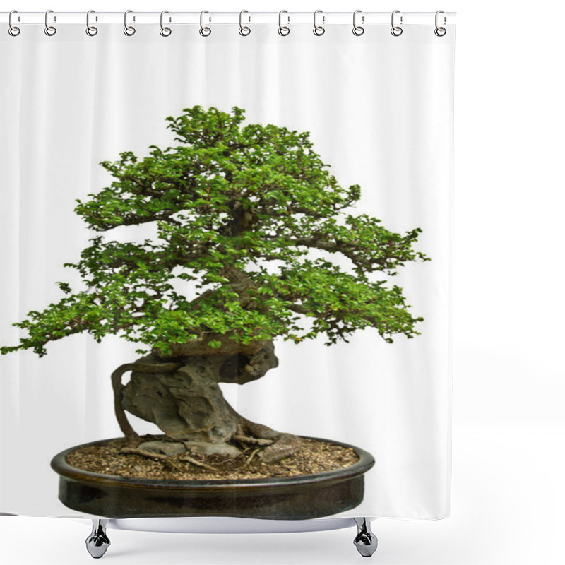 Personality  Green Bonsai Tree Shower Curtains